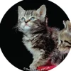 Baby Animals Stickers