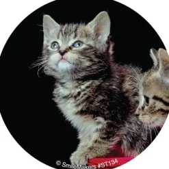 Baby Animals Stickers