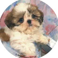 Baby Animals Stickers