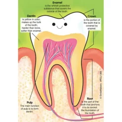 Custom Parts of a Tooth Recall Cards