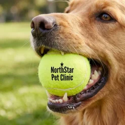 Custom Pet Tennis Ball Toys