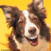 Dogs With Braces Dental Stickers