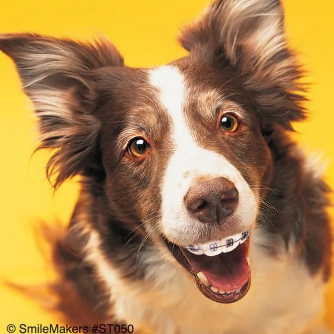 Dogs With Braces Dental Stickers