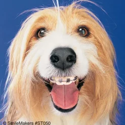 Dogs With Braces Dental Stickers