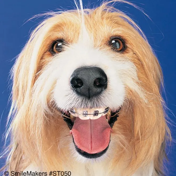 Dogs With Braces Dental Stickers