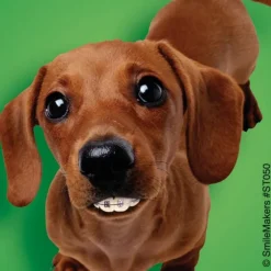 Dogs With Braces Dental Stickers