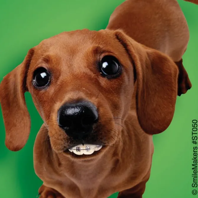 Dogs With Braces Dental Stickers