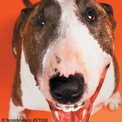 Dogs With Braces Dental Stickers