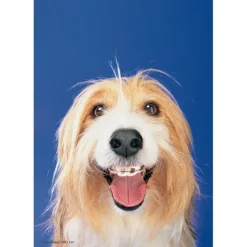 Dogs with Braces Recall Cards