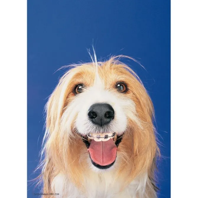 Dogs with Braces Recall Cards