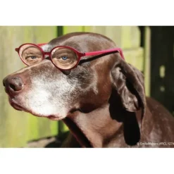 Dog with Glasses Recall Cards
