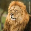 Favorite Animals Stickers
