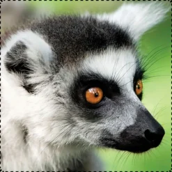 Favorite Animals Stickers