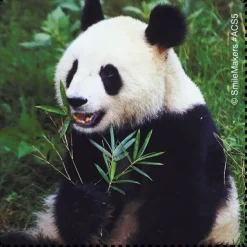 Favorite Animals Stickers