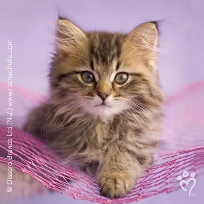 Rachael Hale® Cats Stickers