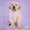 Rachael Hale® Dogs Stickers