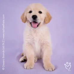 Rachael Hale® Dogs Stickers