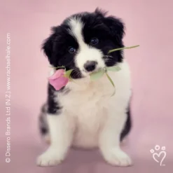 Rachael Hale® Dogs Stickers