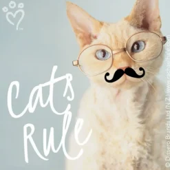 Rachael Hale Glasses & Moustaches Stickers