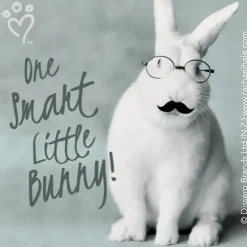 Rachael Hale Glasses & Moustaches Stickers