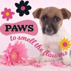 Rachael Hale Let's Pawty Stickers