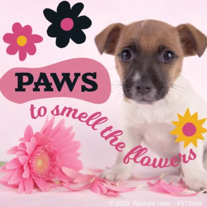 Rachael Hale Let's Pawty Stickers