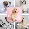 Rachael Hale Made You Look Stickers
