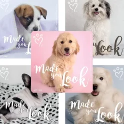 Rachael Hale Made You Look Stickers