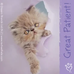 Rachael Hale® Patient Stickers