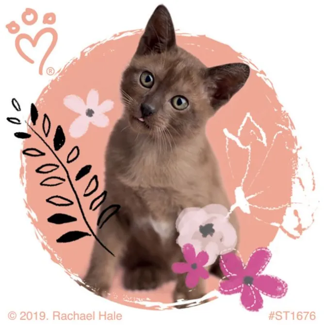 Rachael Hale Pretty Kitty Stickers