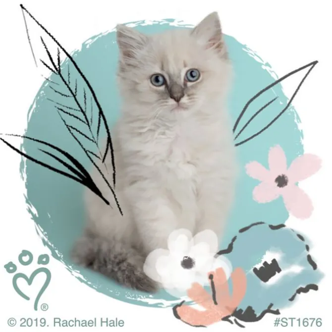 Rachael Hale Pretty Kitty Stickers
