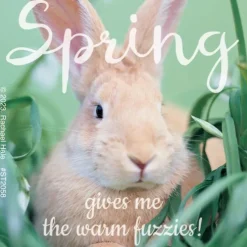 Rachael Hale Spring Fuzzies Stickers