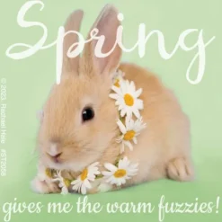 Rachael Hale Spring Fuzzies Stickers