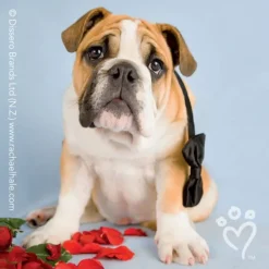 Rachael Hale® Valentine Stickers