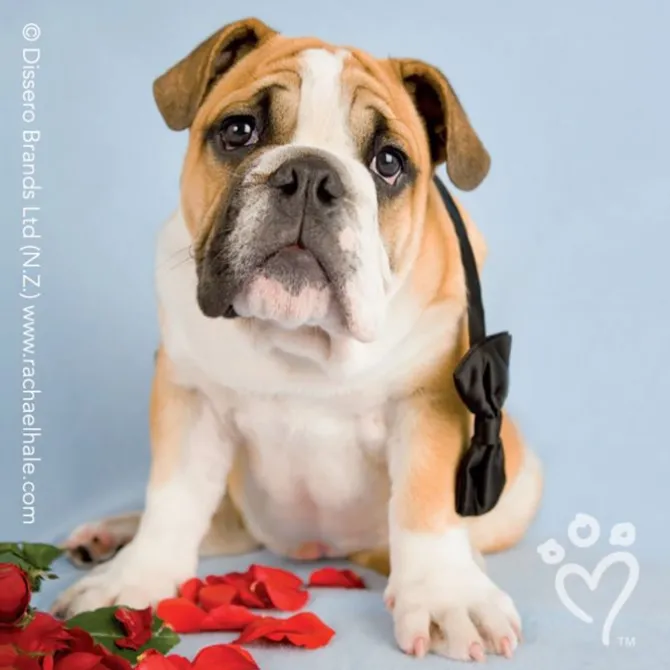 Rachael Hale® Valentine Stickers