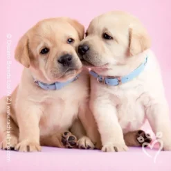 Rachael Hale® Valentine Stickers