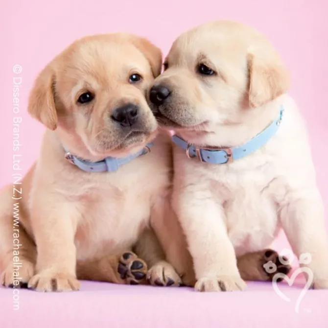 Rachael Hale® Valentine Stickers