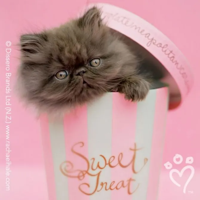 Rachael Hale® Valentine Stickers