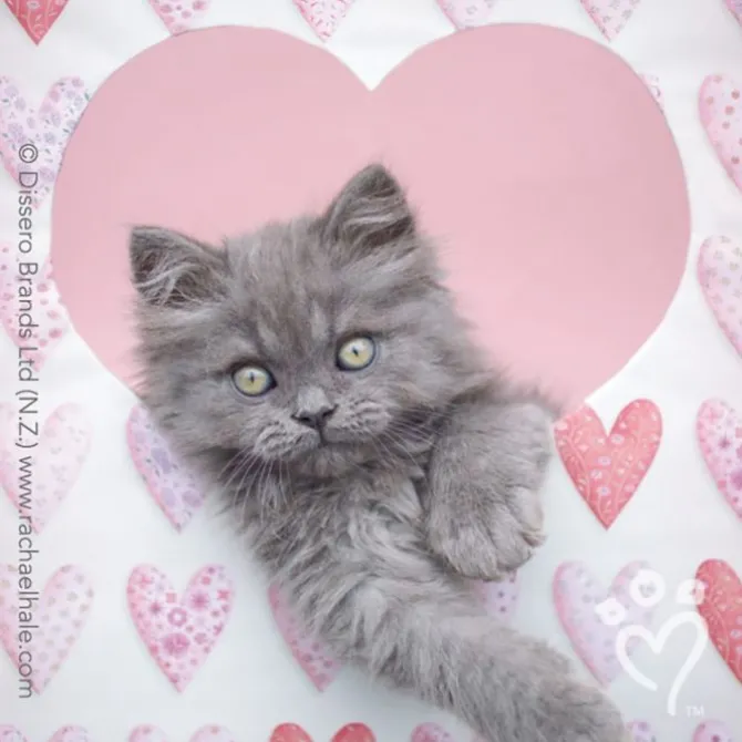 Rachael Hale® Valentine Stickers