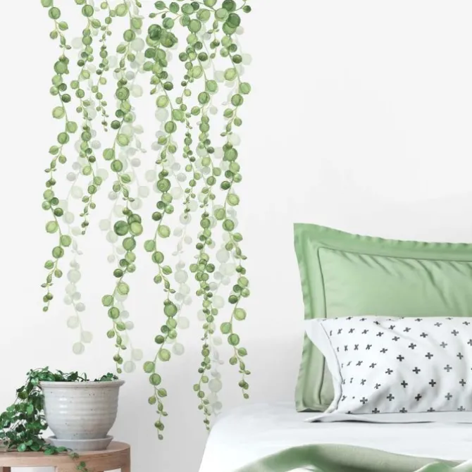 String Of Pearls Vine
