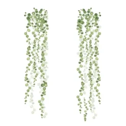 String Of Pearls Vine