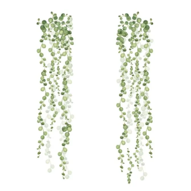 String Of Pearls Vine
