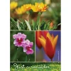 Wildflower Reminder Recall Cards