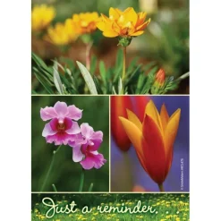 Wildflower Reminder Recall Cards